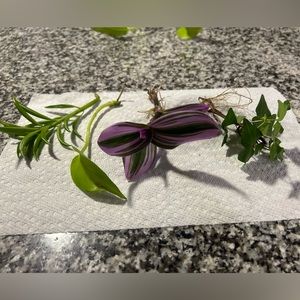 COPY - Plants bundle rooted